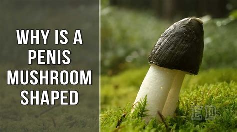 Odd reason penises are shaped like mushrooms